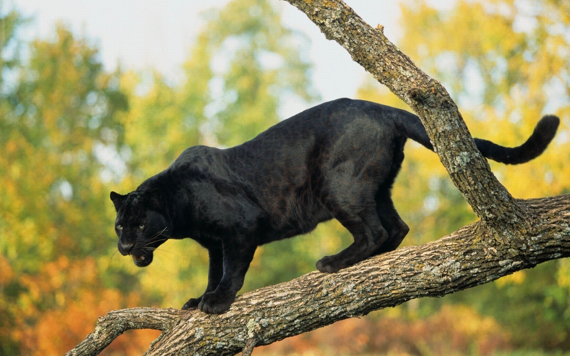 panther schwarzer jaguar große katze