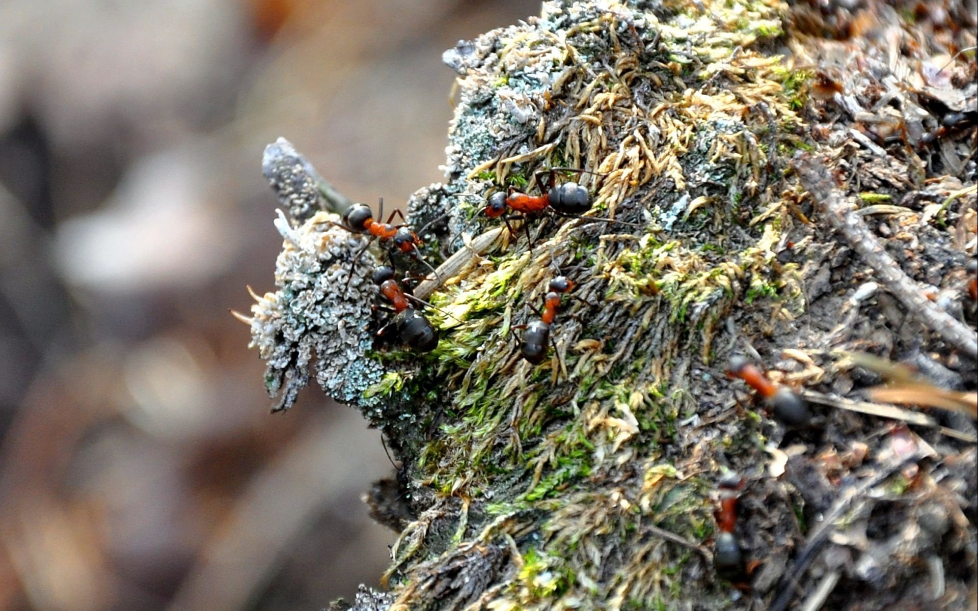 insekten ameisen