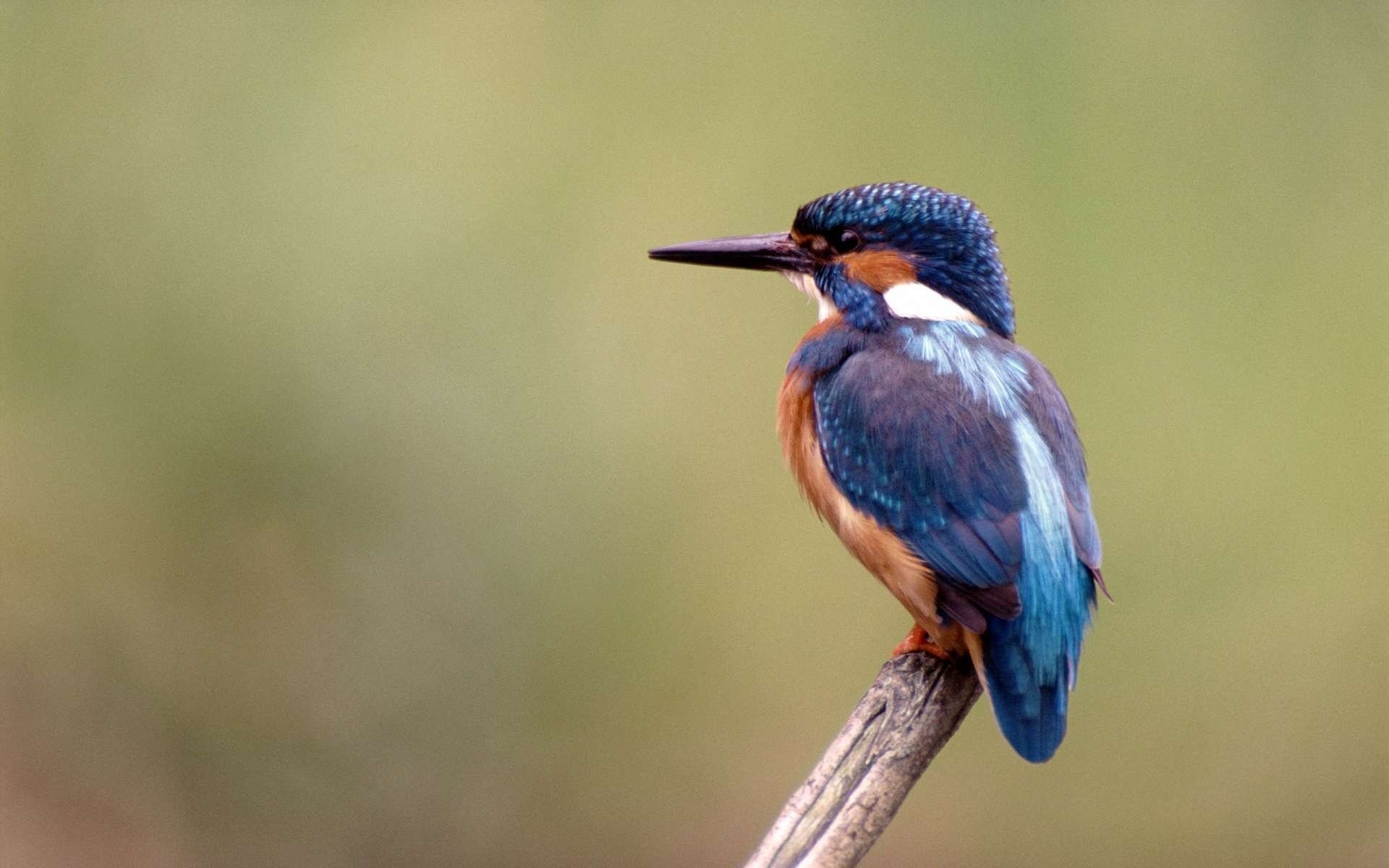 bird kingfisher