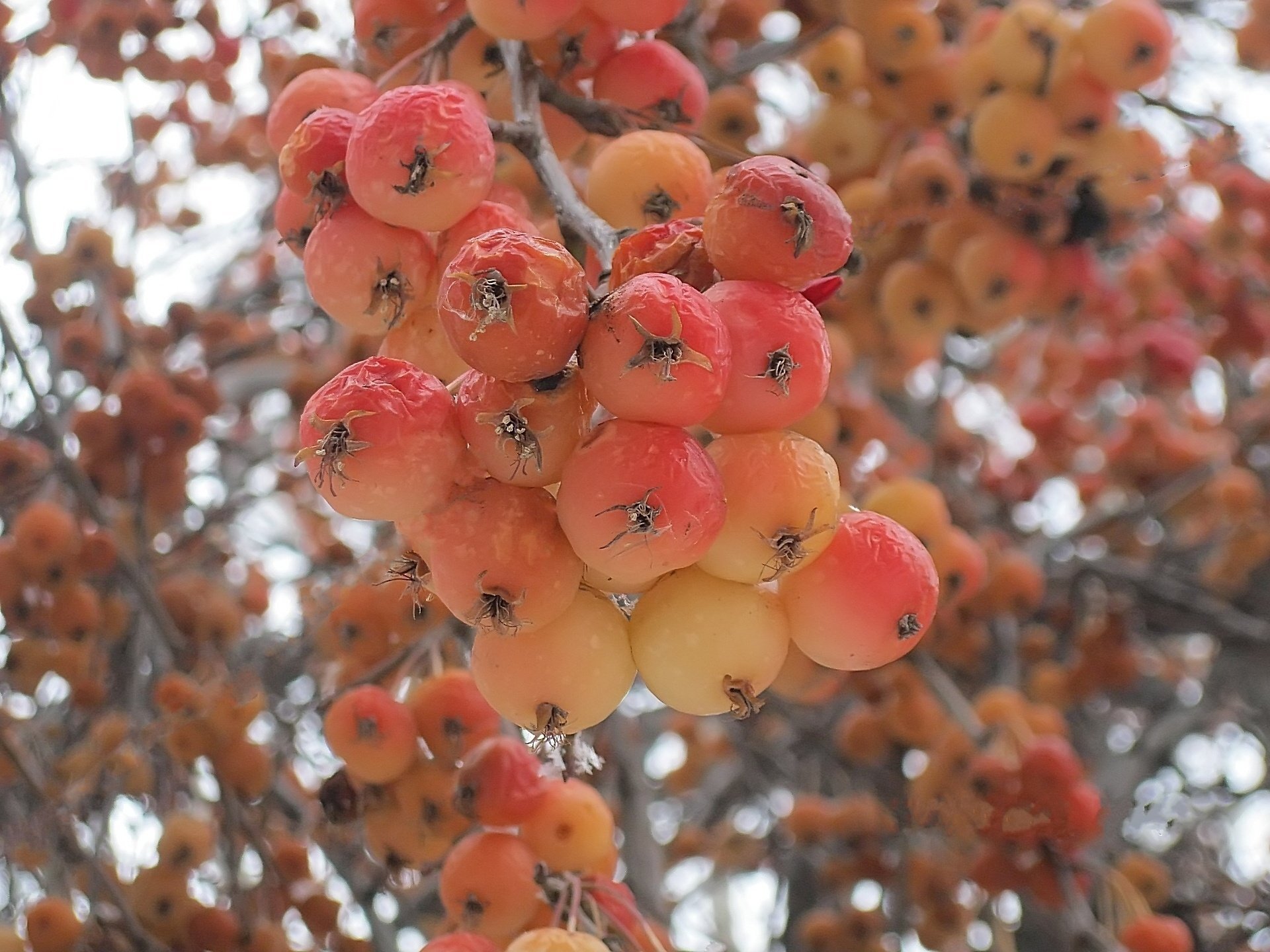 rötlich winter äpfel verletzt