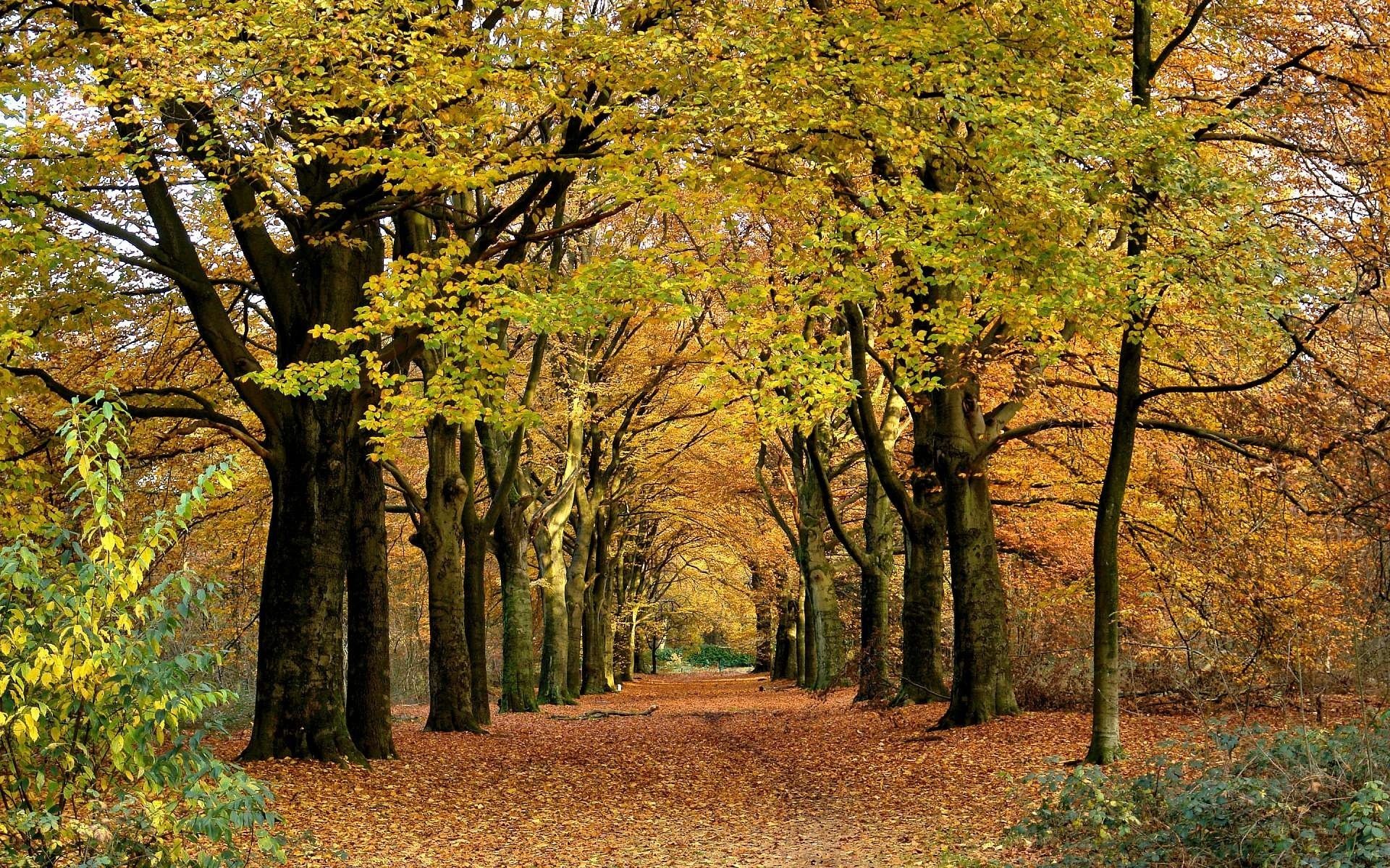 nature park alley