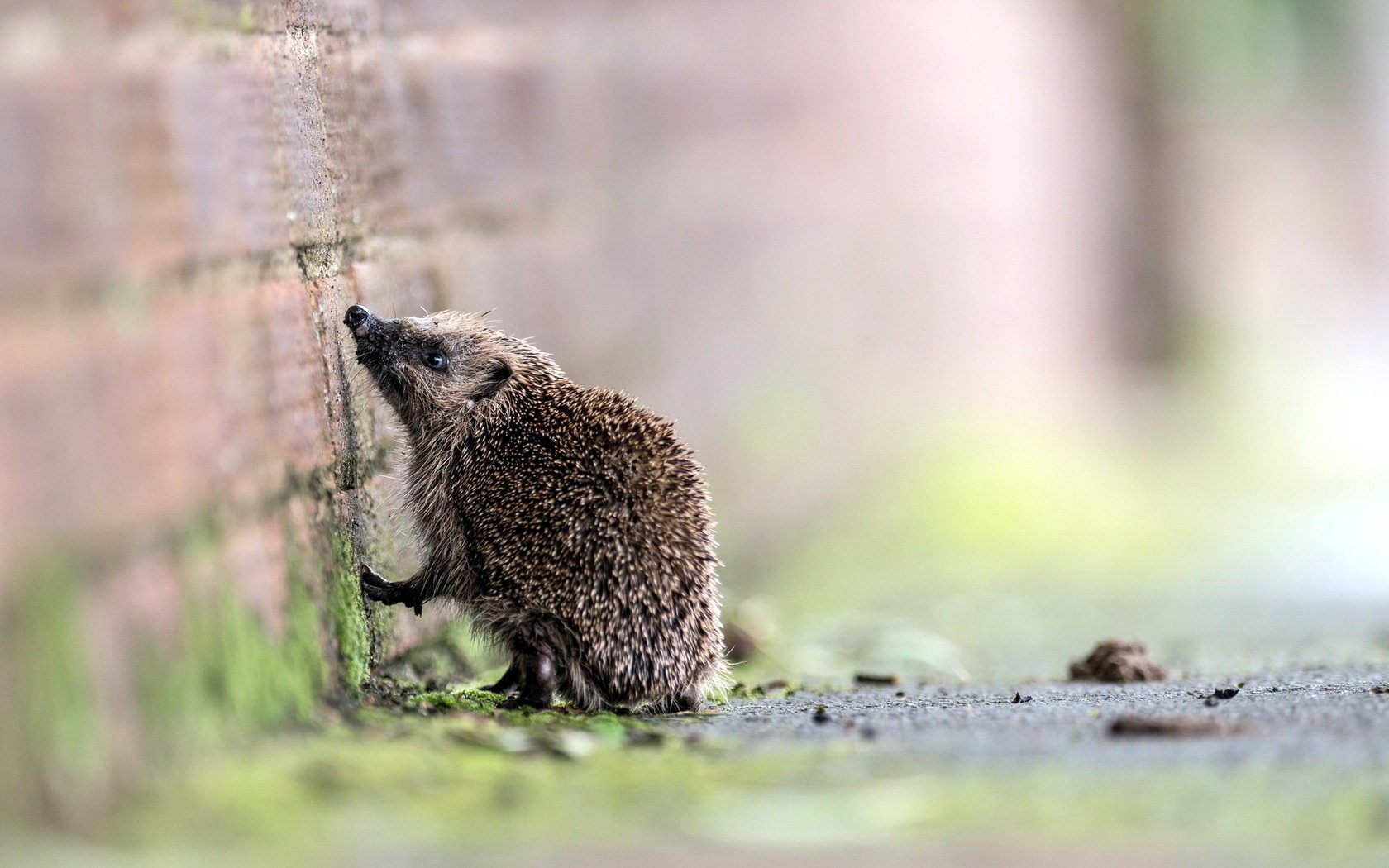 hedgehog wall