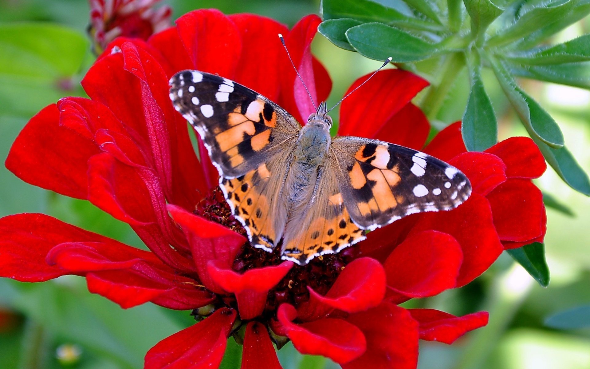 motyl piękny kwiat