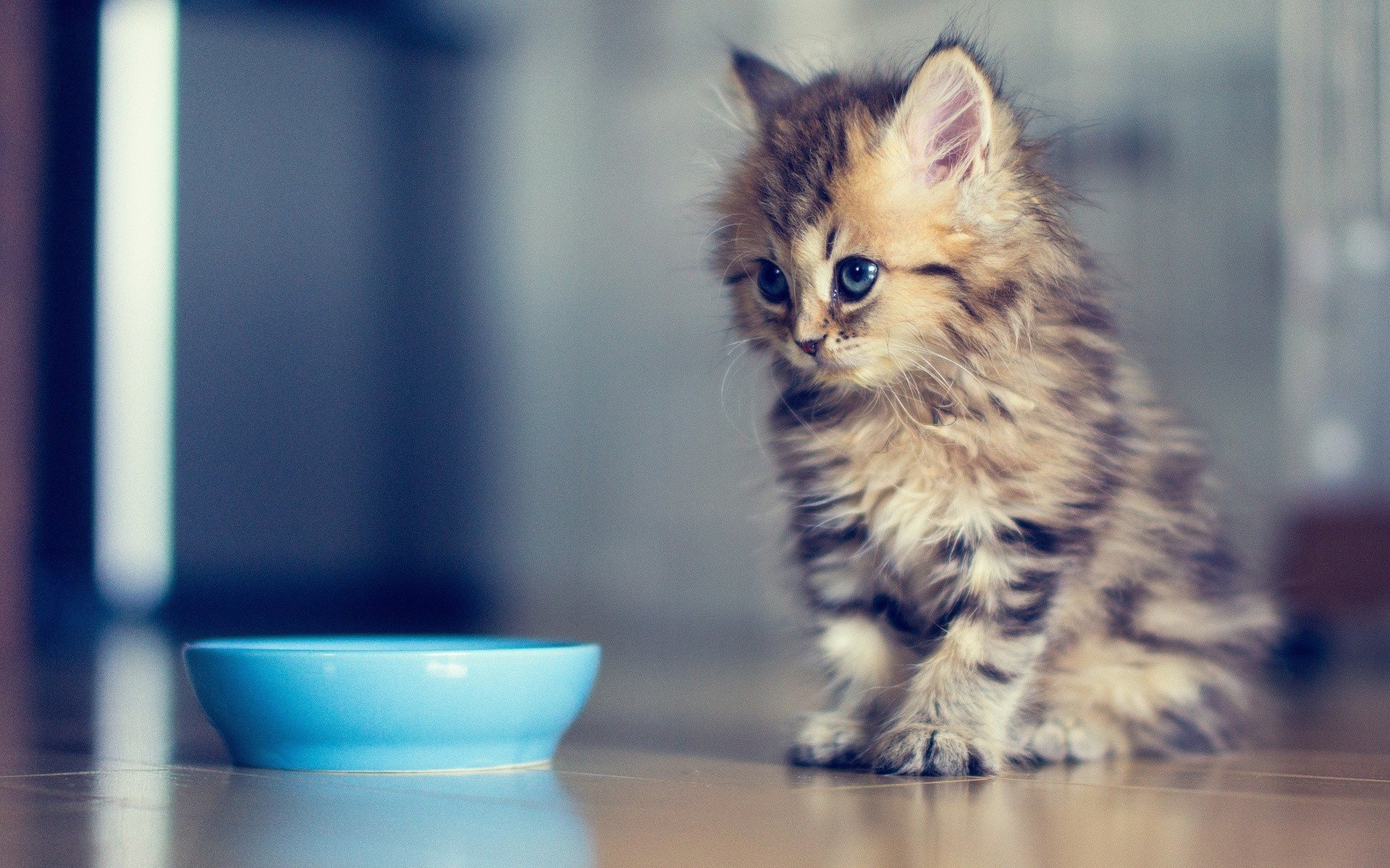 kitty bowl daisy