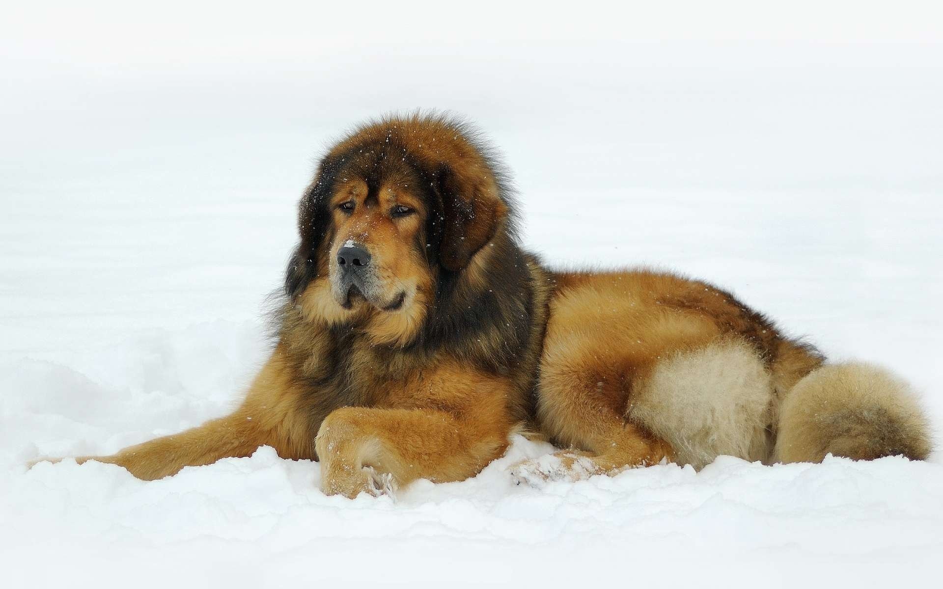 tibetan mastiff snow