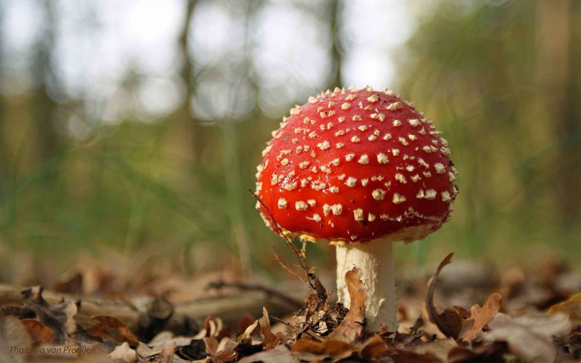 pilz amanita herbst blätter