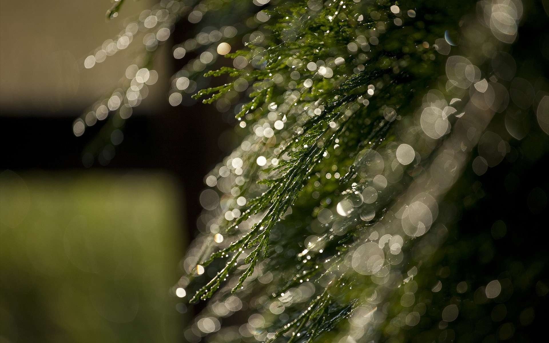 plante branche gouttes bokeh