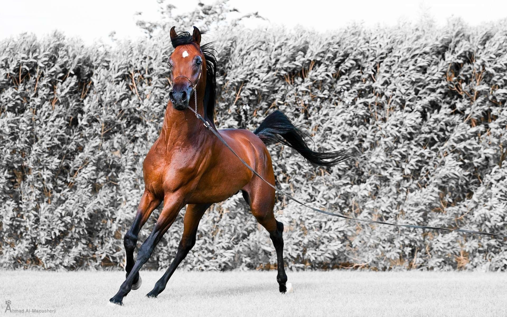 horse horse stallion running snow