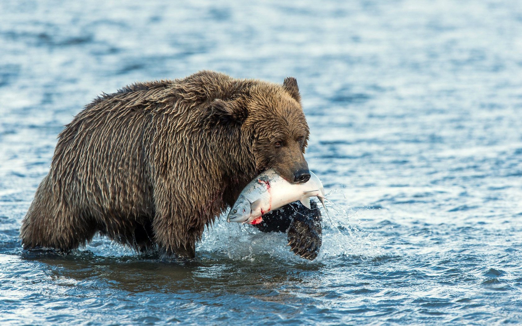 nahrung bär wasser fang fisch