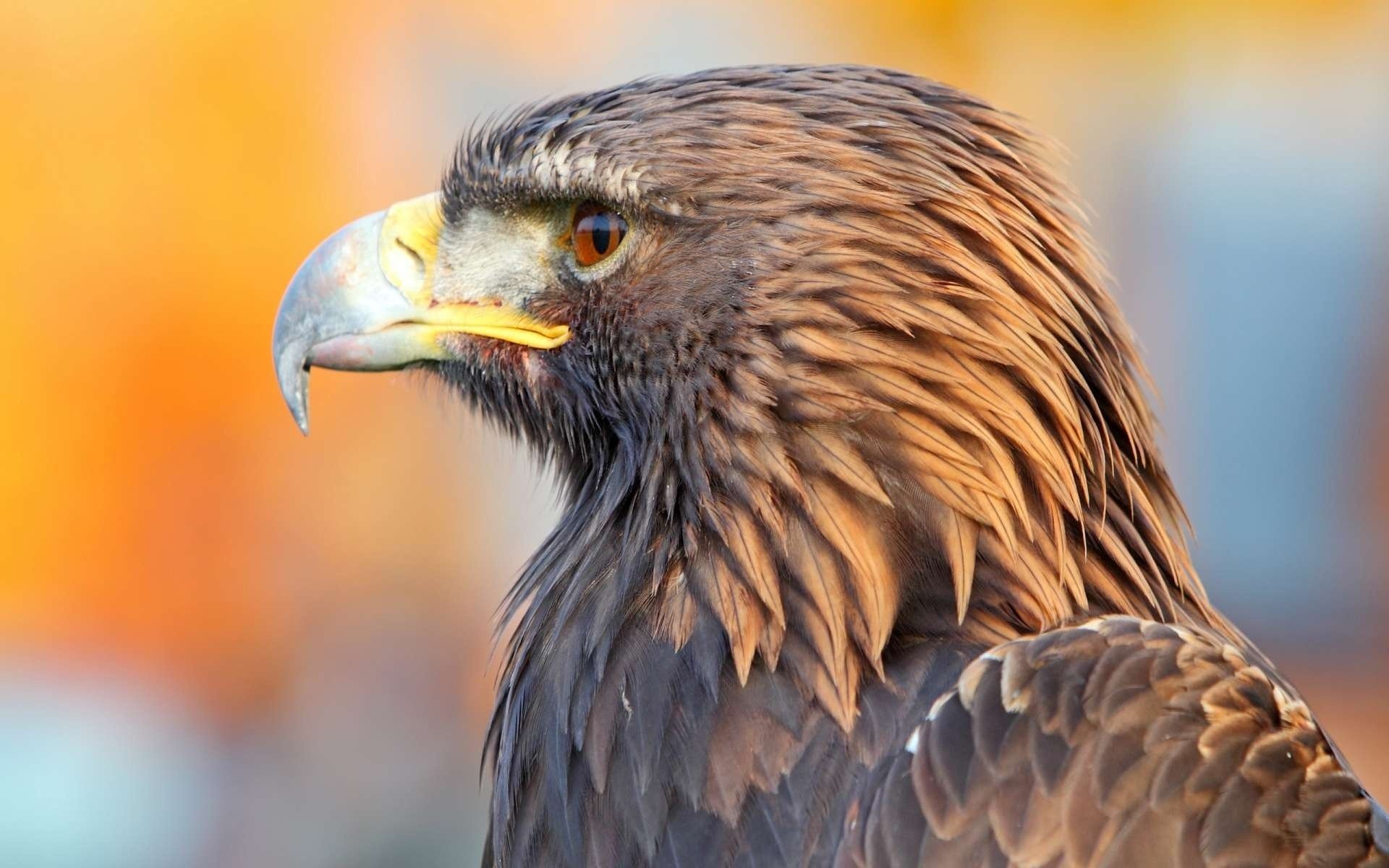 oiseau aigle