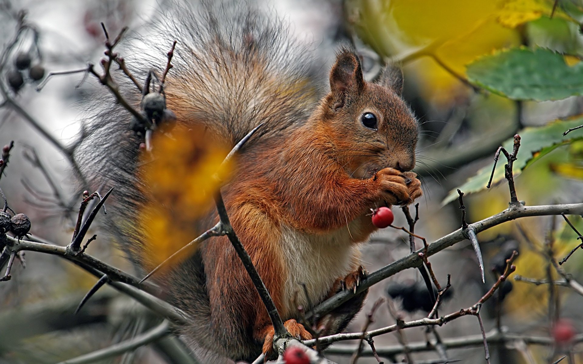 eichhörnchen wald baum zweige flauschig beeren eichhörnchen schwanz