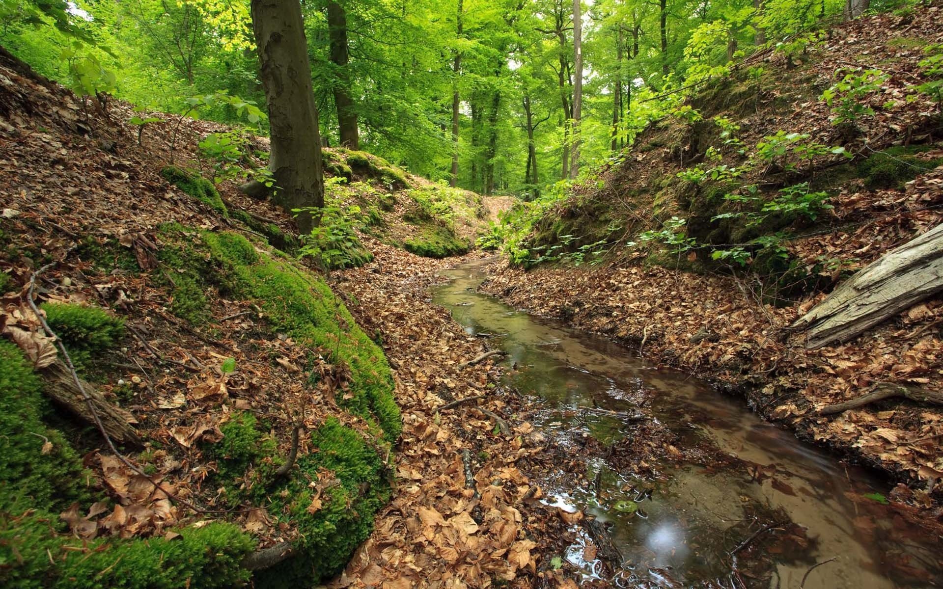 forêt ruisseau