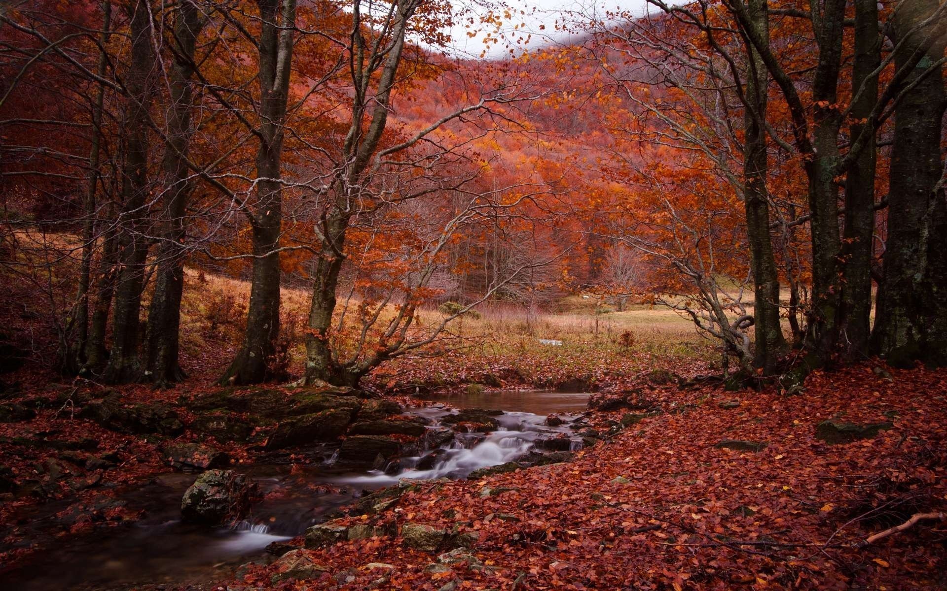 foresta ruscello autunno