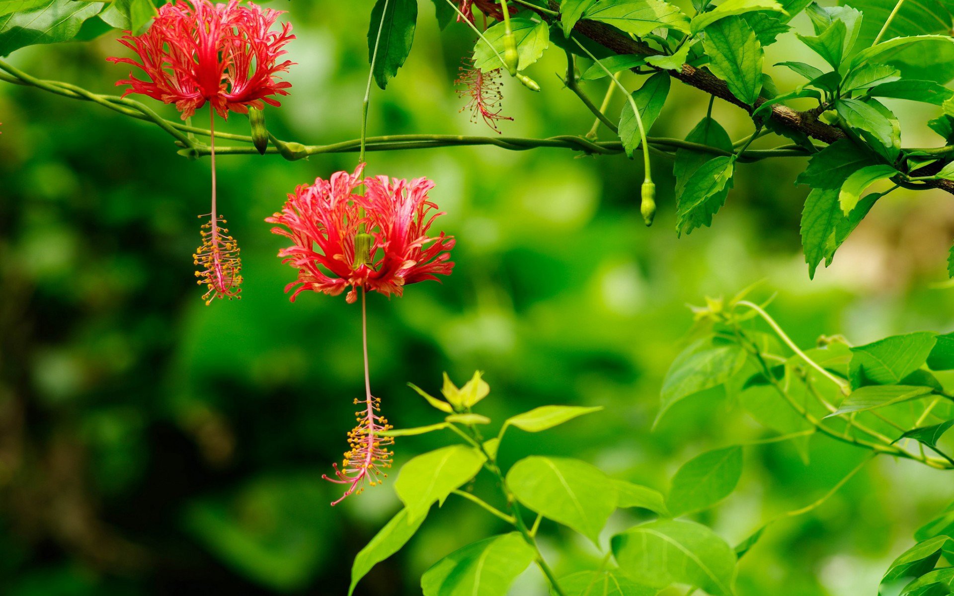 hibisco exotica