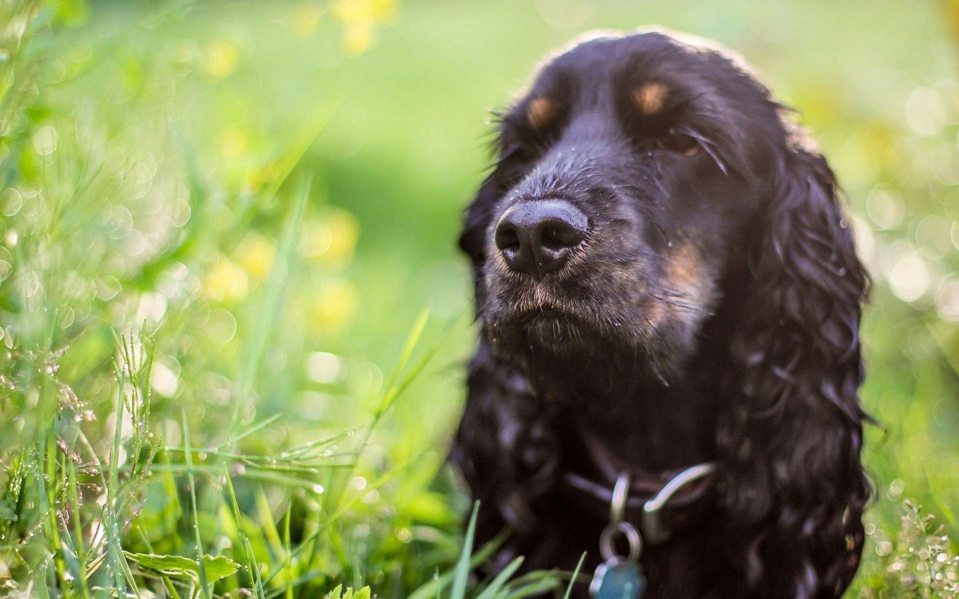 dog spaniel