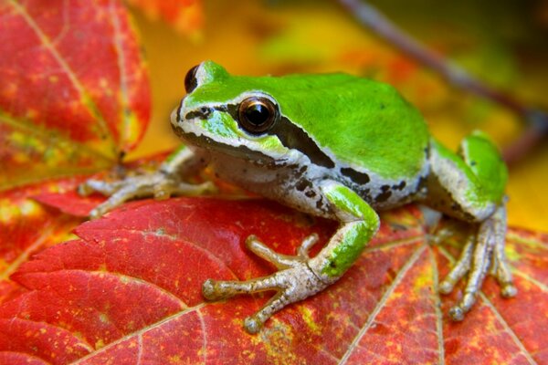 A green frog sits on a red leaf