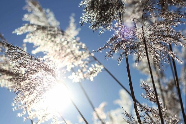 Wintertapete mit Pflanzen im Frost