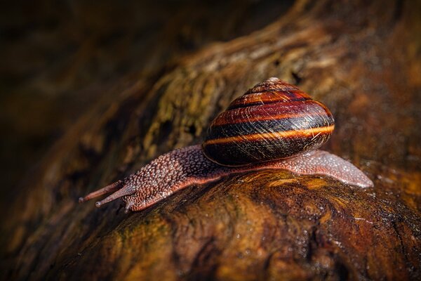 Die Sonnenstrahlen vermitteln die Schönheit der Schnecke