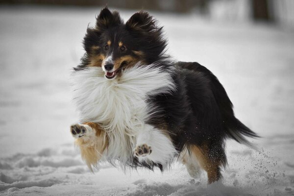 Atteint la course sur la neige blanche