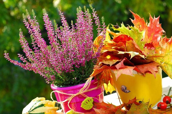 Fiori e foglie dell autunno in uscita