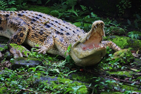 Cocodrilo que abrió sus fauces con dientes en la selva