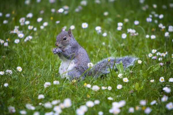 Ardilla en la hierba contra el fondo de las flores