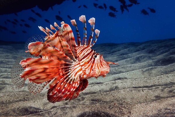 Poisson Lion avec des rayures rouges et blanches