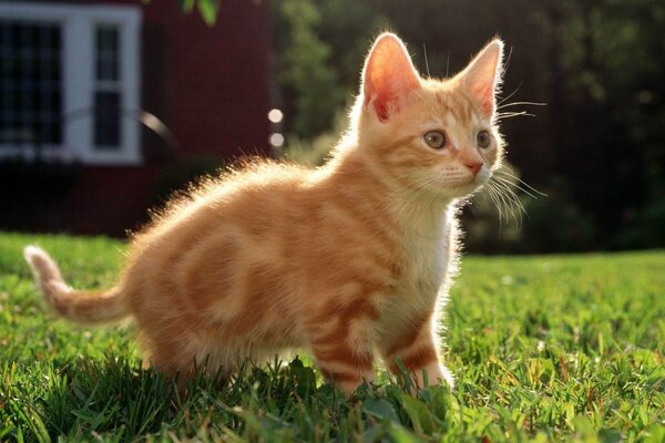 Chaton roux assis dans l herbe