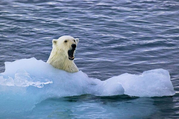 Ours mignon sur la banquise dans l Arctique