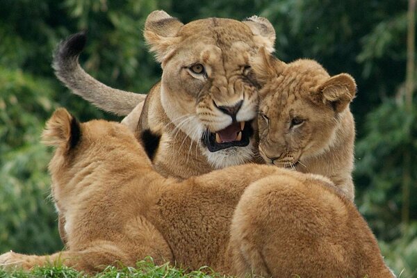 Lionne avec des lionceaux sur fond de forêt