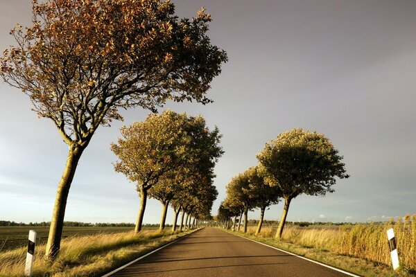 Strada alberata in lontananza