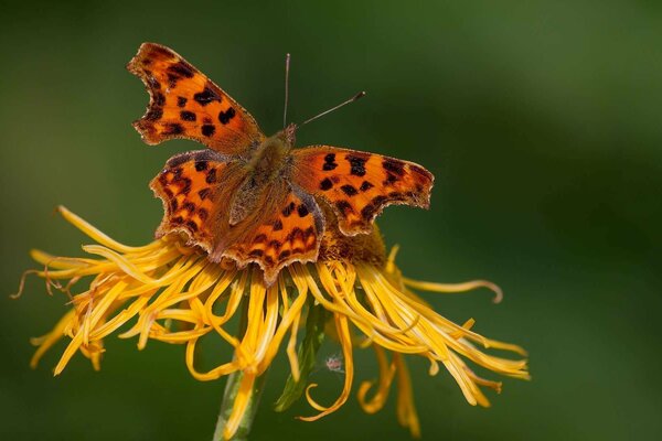 Farfalla arancione su fiore giallo