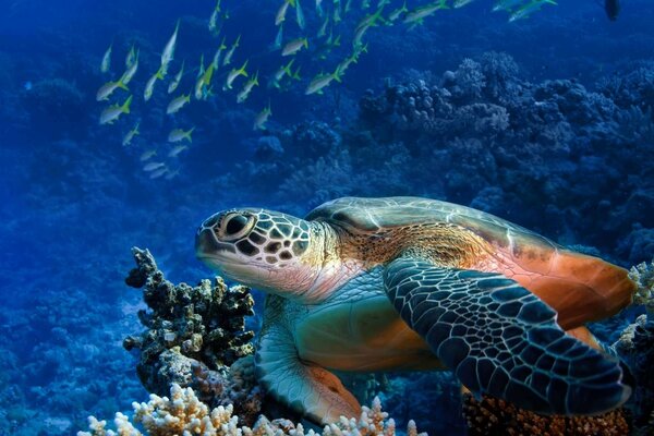 Beautiful big sea turtle