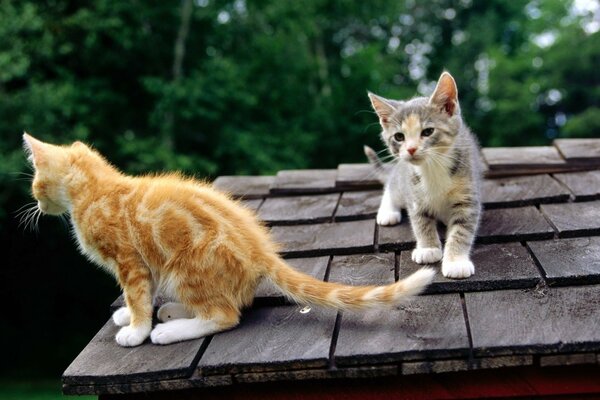 Due gattini seduti sul tetto