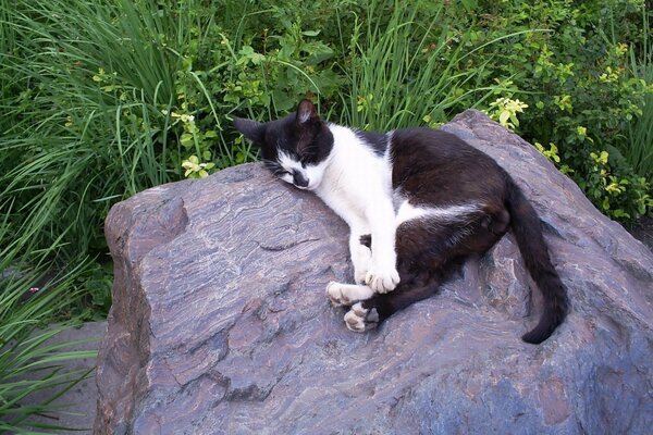 Gato blanco y negro yace sobre una gran roca