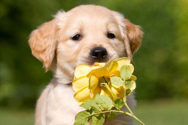 A retriever puppy enjoys the scent of a flower