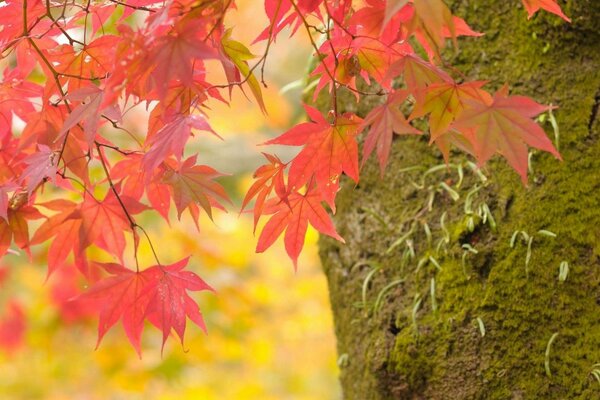 Herbstbäume. Helligkeit der Farben