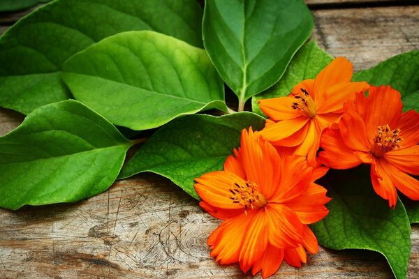 Die Blütenblätter einer unbekannten Blume sind orange wie ein Feuer