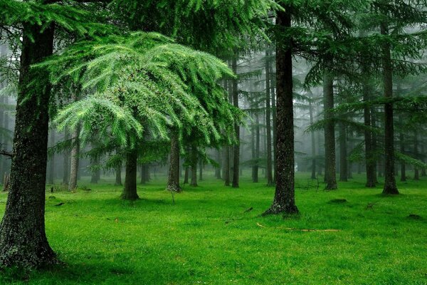 Árboles de verano en la hierba en el bosque