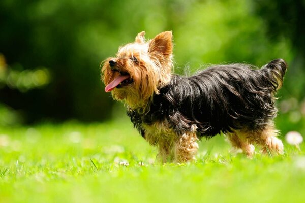 A dog in a green field, a breed of Yorkshire terrier