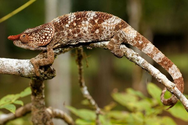 A chameleon lizard sits on a branch