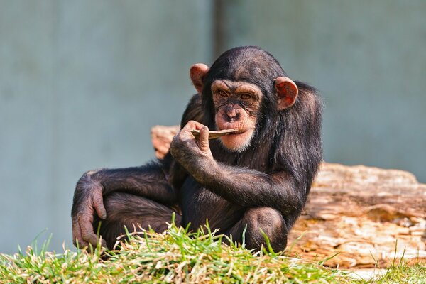 The monkey is sitting with a stick in his mouth