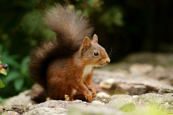 Das Eichhörnchen im Wald hat den Schwanz geschwollen