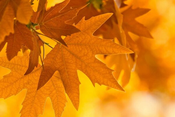 Autumn leaves close-up