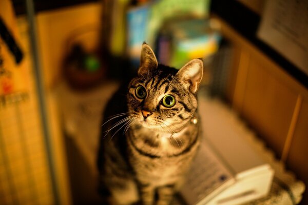 Green-eyed cat looks at the camera