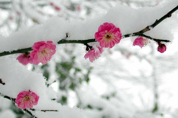 Rama floreciente bajo la nieve