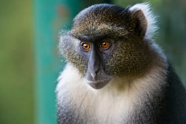 Expressive face of a monkey on a green background