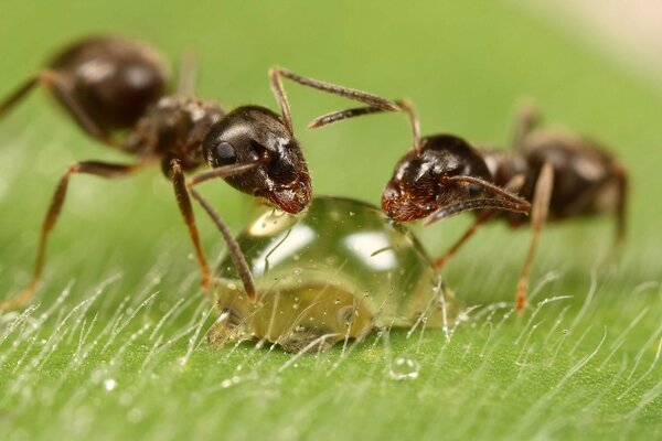 Les fourmis boivent une goutte d eau