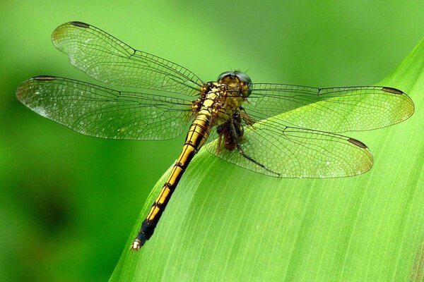 Hermosa Libélula en una hoja verde