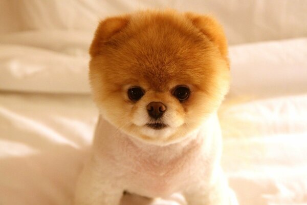 Chiot Spitz avec une belle coupe de cheveux